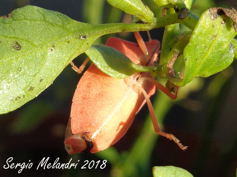 Nezara viridula  variante rossa:   Nezara viridula 